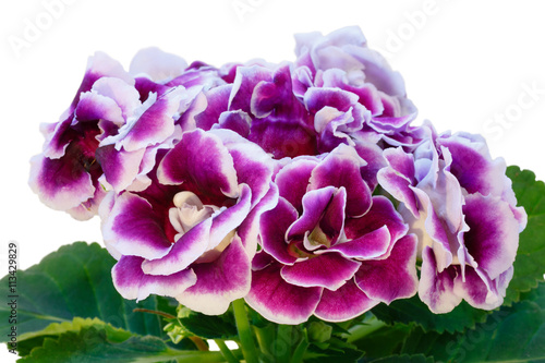 Gloxinia plant with violet-white flowers. photo