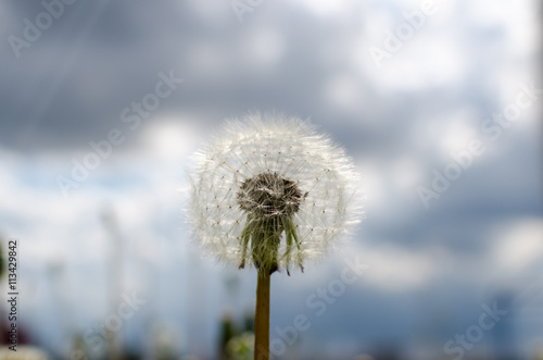 Wallpaper Mural Close-up photo of ripe dandelion. Torontodigital.ca