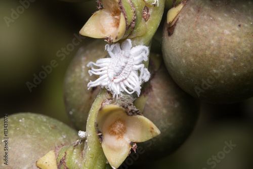 Mealybug on leaf figs. Plant aphid insect infestation
 photo