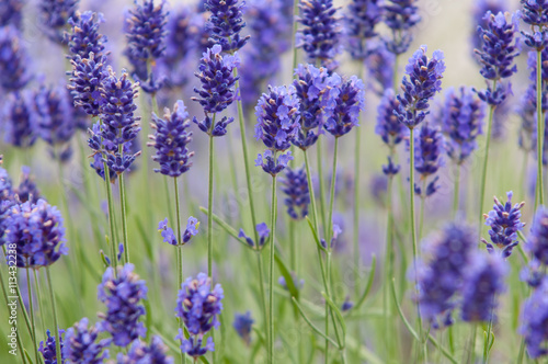 Lavender flower Natural look of Lavender flowers Lavandula