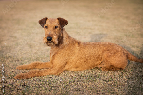 Canvas-taulu Red irish terrier, lovely friendly dog walking outdoor