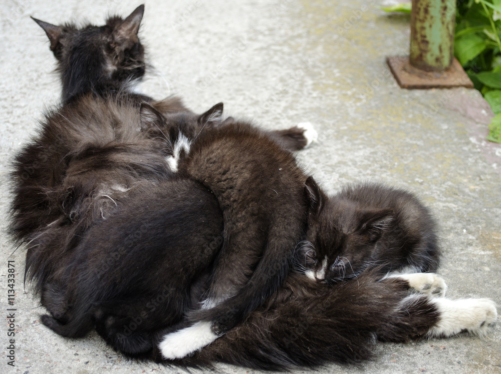 sleeping cat and kittens
sleeping cat and kittens
