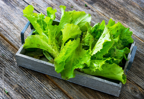 Fresh organic green salad from garden on wooden background