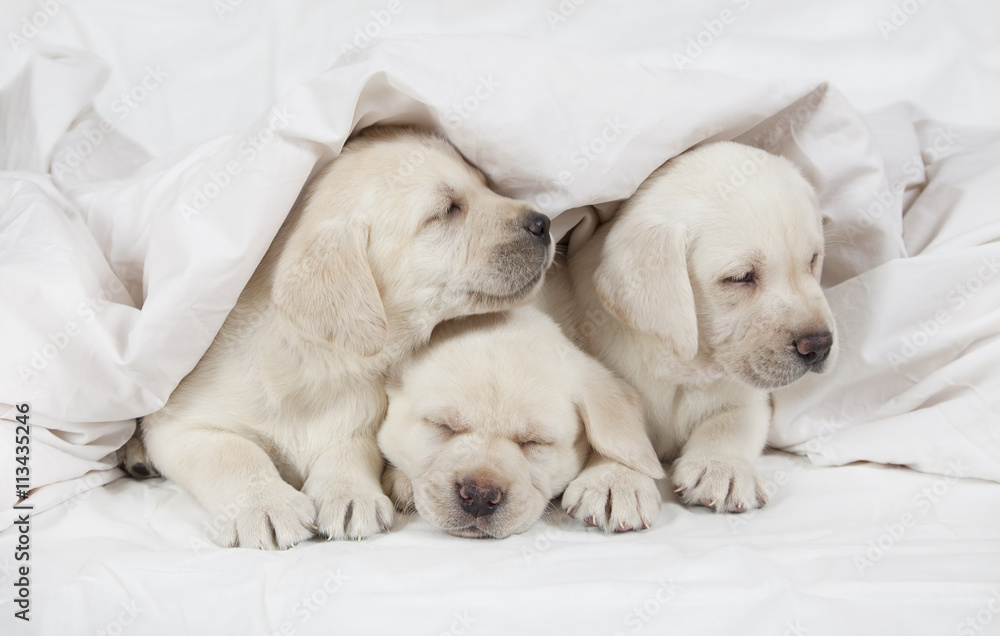 Three Labrador puppies in a bed