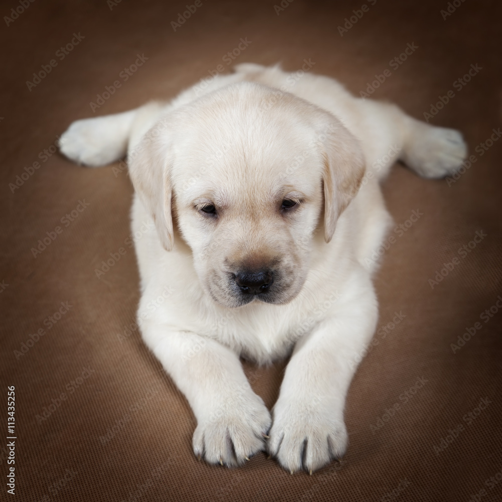 Purebred Labrador puppy over brown background
