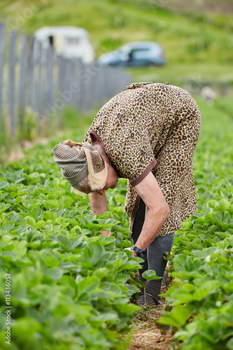 Old woman picking strawberries