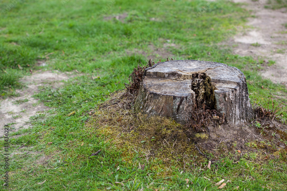 Old tree stump