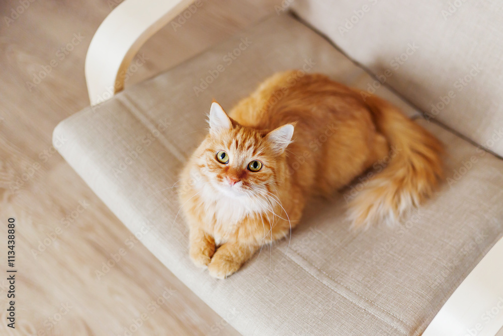Naklejka premium Cute ginger cat lying on chair. Fluffy pet comfortably settled to sleep. Cozy home background with funny pet.
