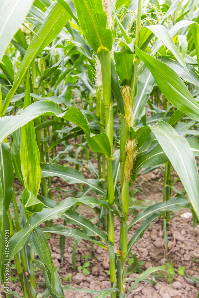 Fototapeta premium corn farm in asia
