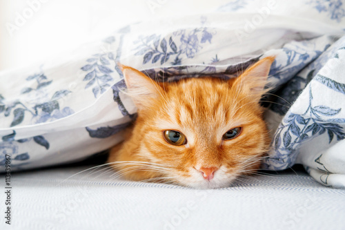 Fototapeta Naklejka Na Ścianę i Meble -  Cute ginger cat lying in bed under a blanket. Fluffy pet comfortably settled to sleep. Cozy home background with funny pet.