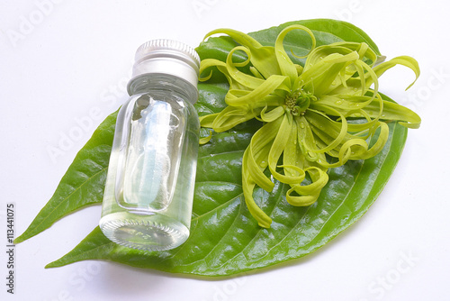 Ylang-Ylang Flower /Cananga odorata isolated on white background
