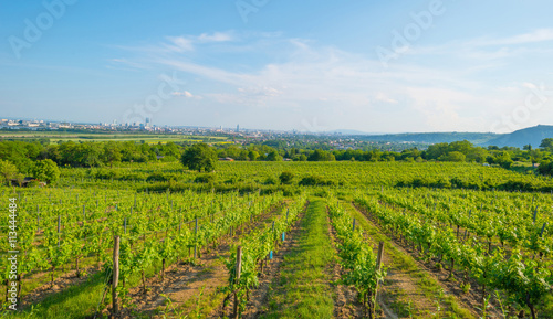 Landscape of vineyards in Vienna