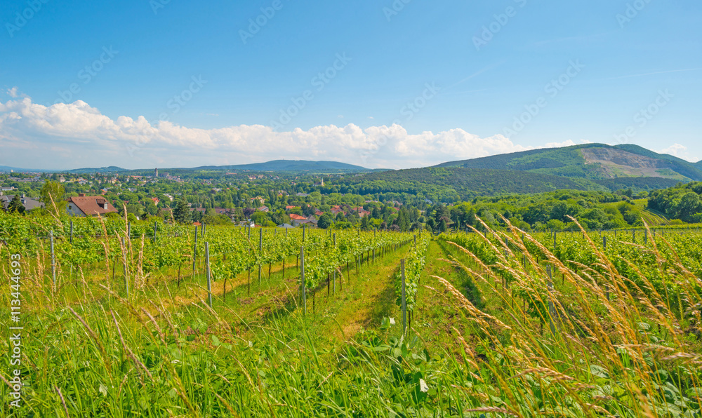 Landscape of vineyards in Vienna