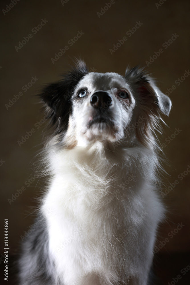 Australian Shepherd