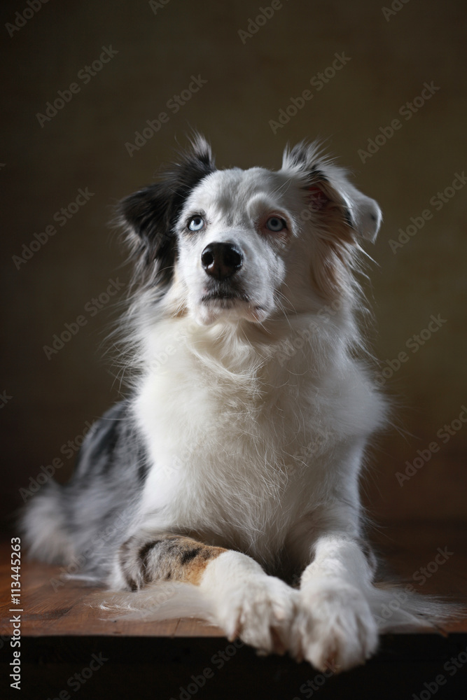 Fototapeta premium Australian Shepherd