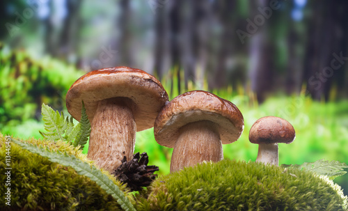 closeup of forest mushrooms