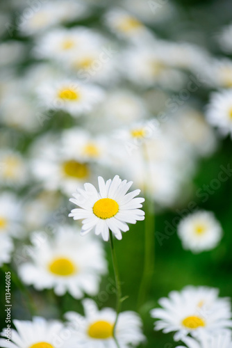 white chamomile flowers