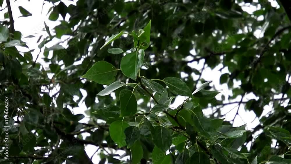Poplar leaves in the rain Poplar leaves in the rain