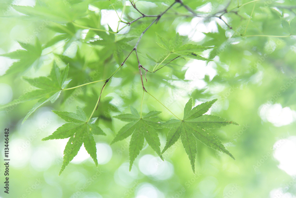 Green maple leaves , Maple tree background in Japan Green maple leaves , Maple tree background in Japan