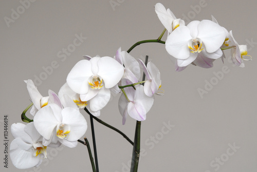 White Phalaenopsis orchid