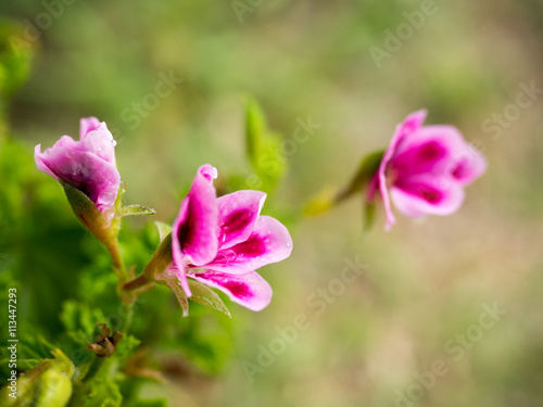 Fototapeta Naklejka Na Ścianę i Meble -  This beautiful pink geranium flower,
