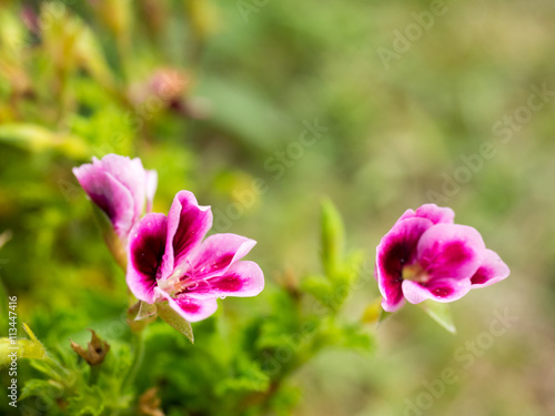 Fototapeta Naklejka Na Ścianę i Meble -  This beautiful pink geranium flower,