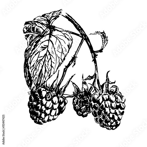 drawing branch of ripe raspberries with leaf sketch hand-drawn ink graphics vector illustration