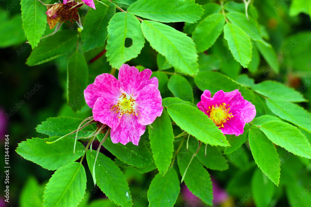 Green wild rose Bush with pink flowers Green wild rose Bush with pink flowers