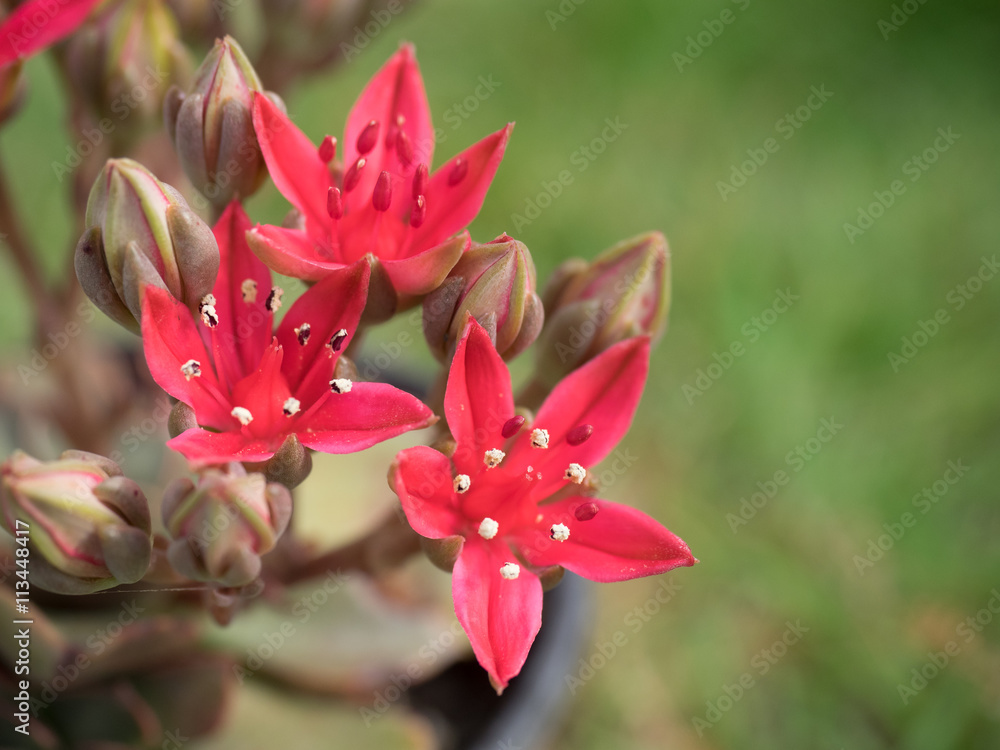 Fototapeta premium This beautiful red flowers,