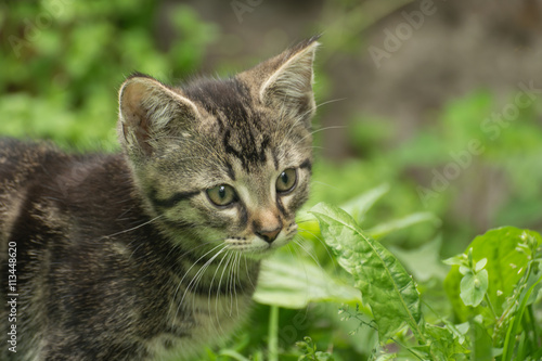 Tabby cat,cute,young mammal