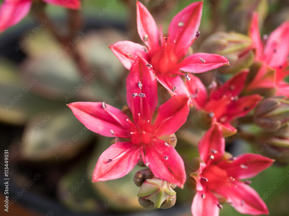 This beautiful red flowers,