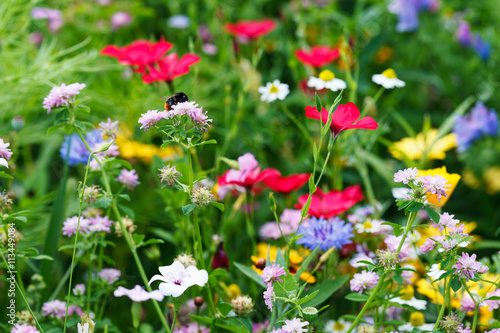 Floral meadow, bee pollinating flowers © lukszczepanski