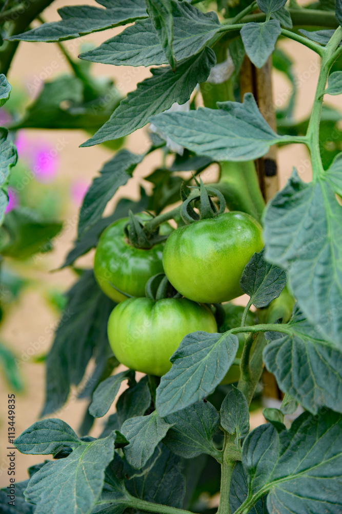 未熟トマト/tomato