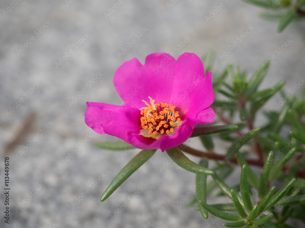 Obraz premium Portulaca grandiflora