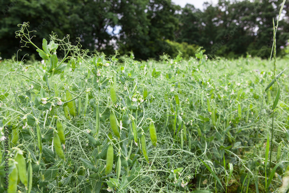 blooming green peas in pods on the field