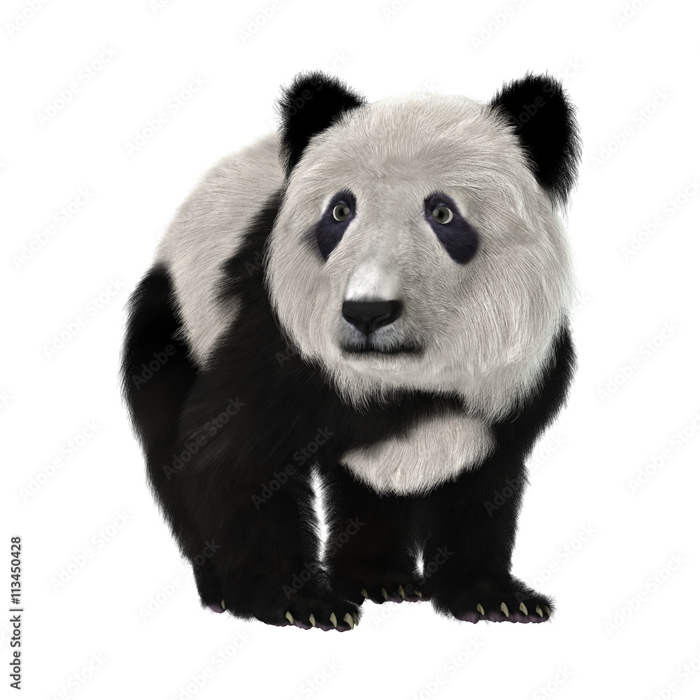 3D Rendering Panda Bear Cub 3D Rendering Panda Bear Cub