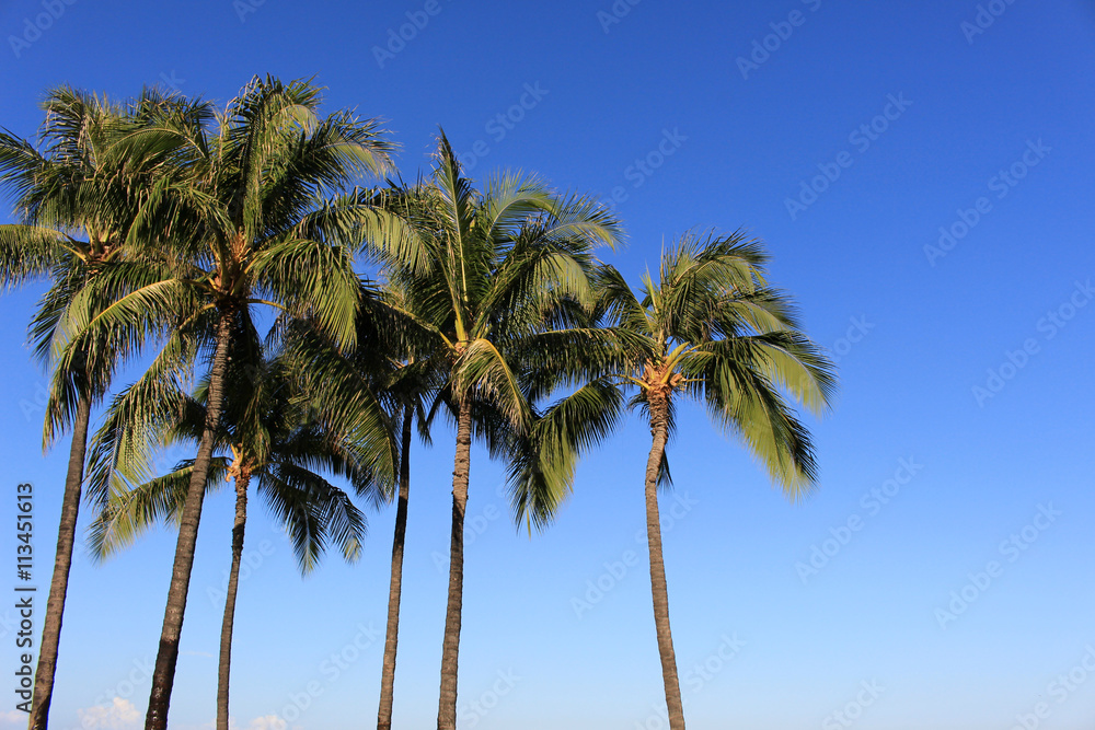 Palm tree in Waikiki Hawaii