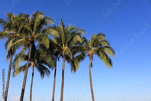 Palm tree in Waikiki Hawaii