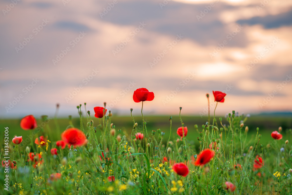 Naklejka premium sunset over poppy field