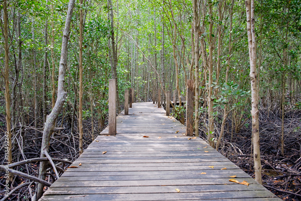 Obraz premium Wooden walkway bridge surrounded with mangrove tree in mangrove