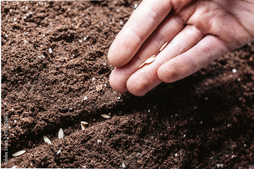 Closeup of a males hand planting seeds