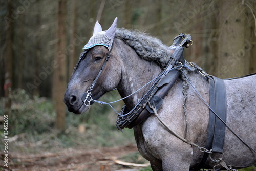 Pause, Belgisches Kaltblutpferd wartet auf Arbeitseinsatz im Wald