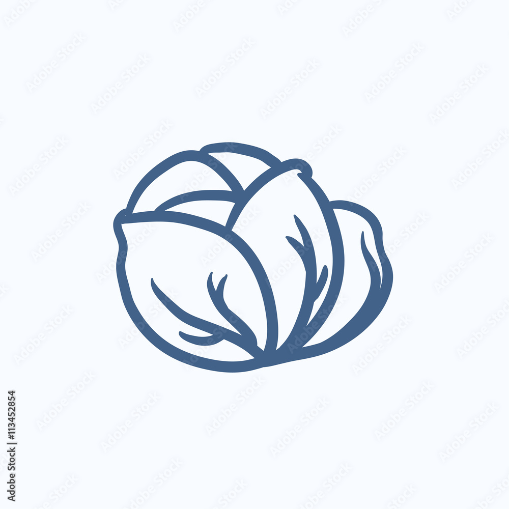 Cabbage sketch icon. Cabbage sketch icon.
