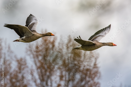 Graylag geese in flight