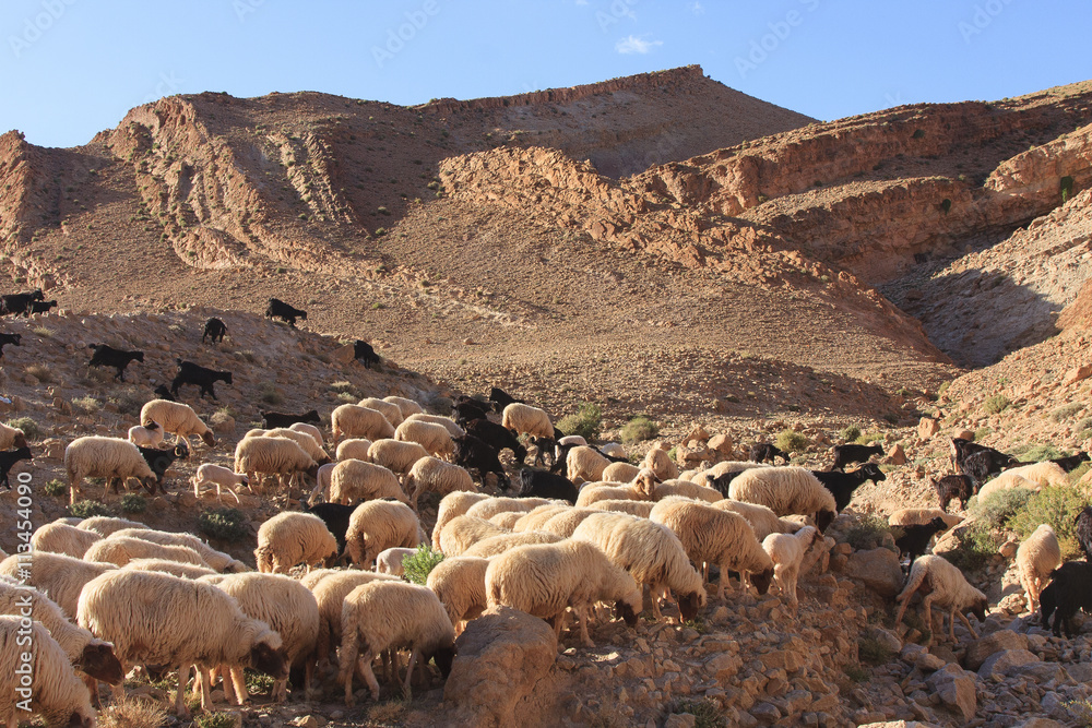 Goats in mountain morocco
