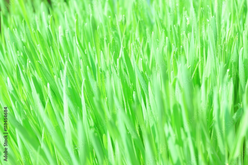 Fresh green wheat grass with drops dew, close up background Fresh green wheat grass with drops dew, close up background