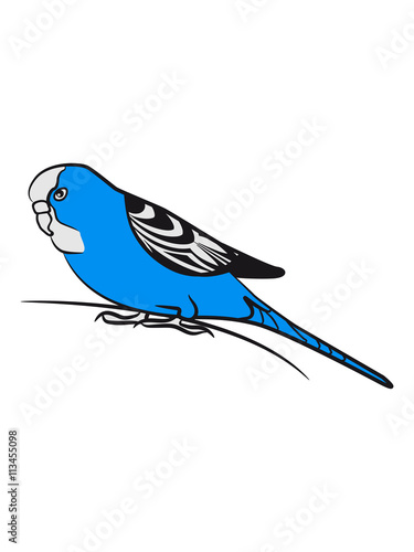 budgie bird photo