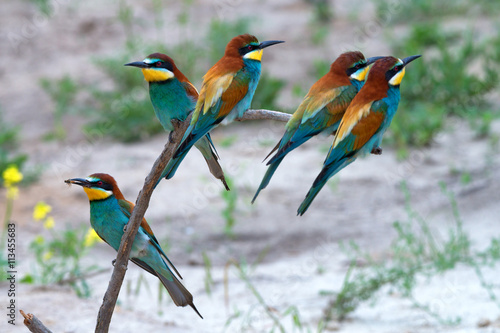 Canvas Print Exotic tropical birds