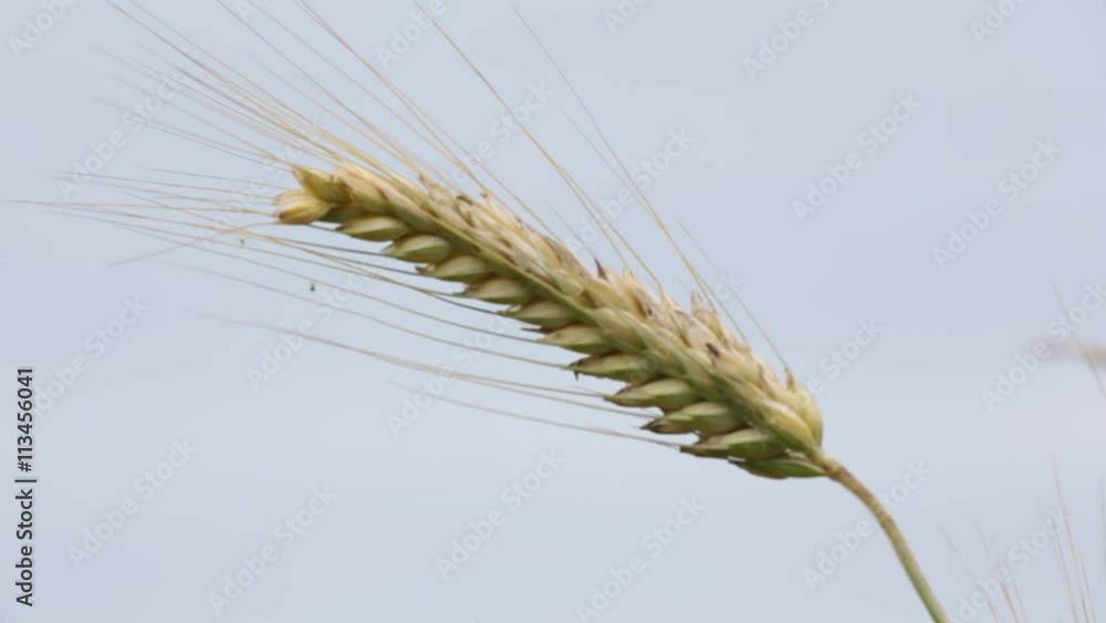 blur in italy abstract background of cereal plant move by the wind . blur in italy abstract background of cereal plant move by the wind .