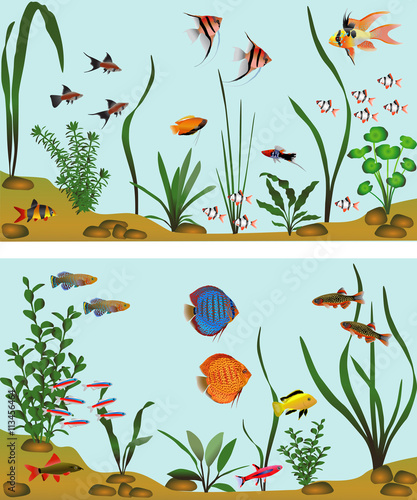 Different species of freshwater fish in aquarium. Color vector illustration.